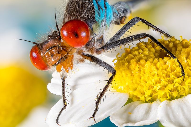 Стрекоза равнокрылая фото превью