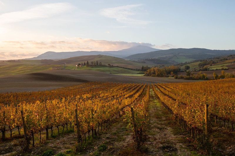 Виноградники Тосканы фото превью
