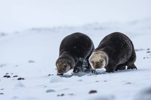 Бегом на завтрак