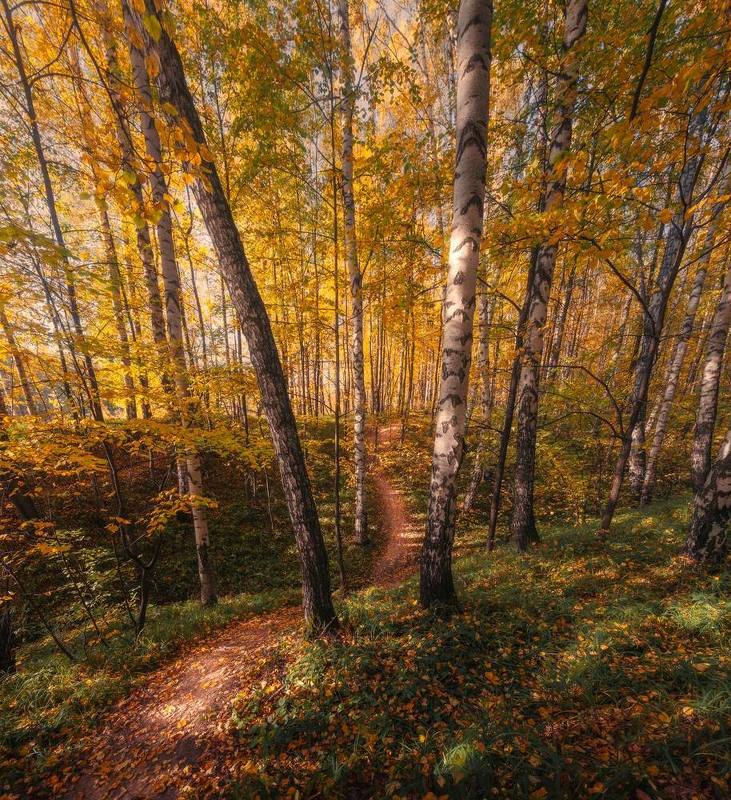 В осеннем лесу фото превью