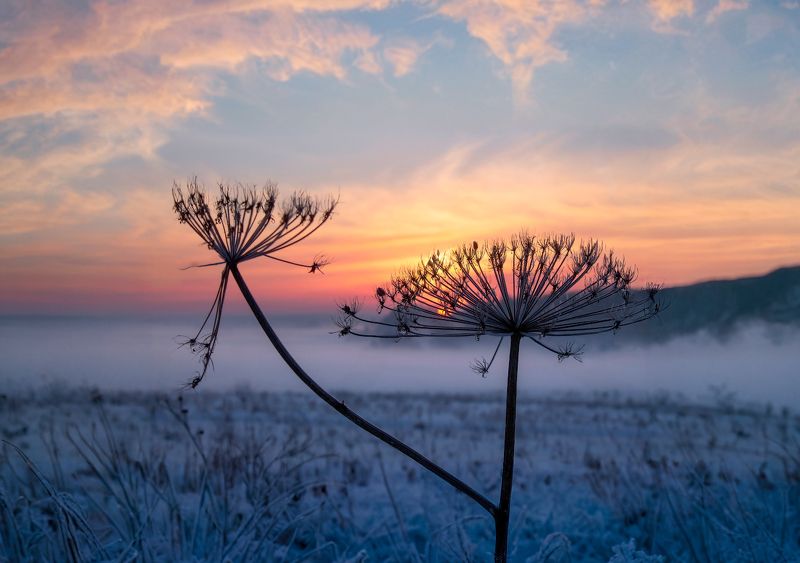 зима, рассвет, мороз, туман, борщевик, Про борщевик на рассвете фото превью
