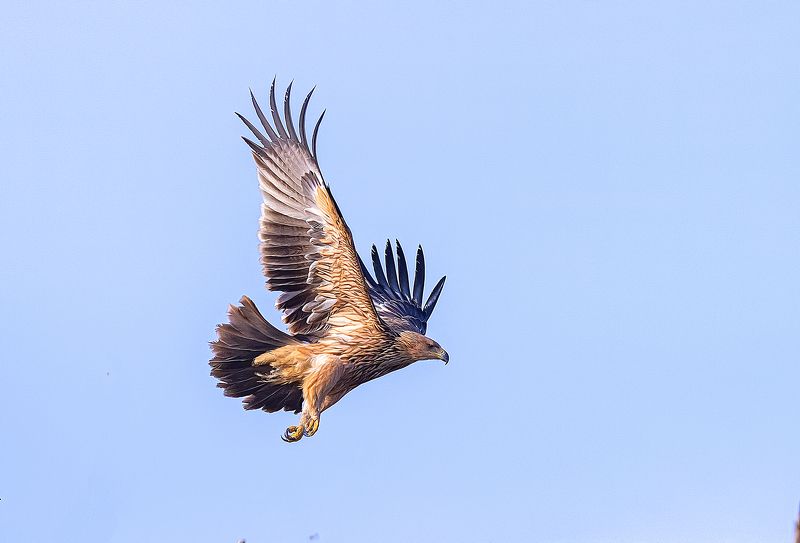 птицы, хищники, орёл Степной орёл фото превью