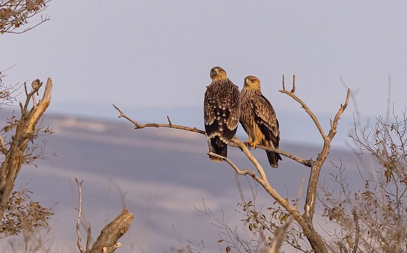 птицы, орлы, дагестан, ноябрь На отдыхе фото превью