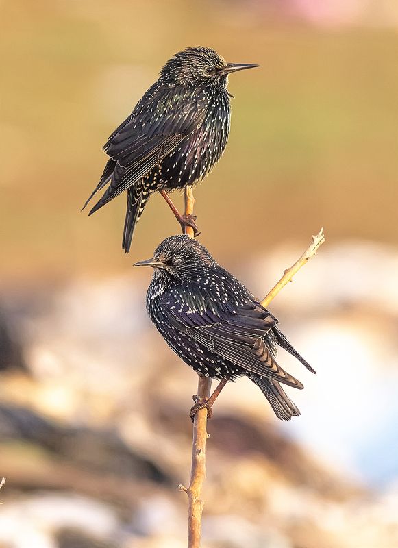 птицы, скворцы, ноябрь Скворцы фото превью