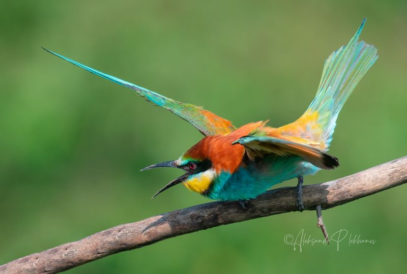 Wildlife фото превью