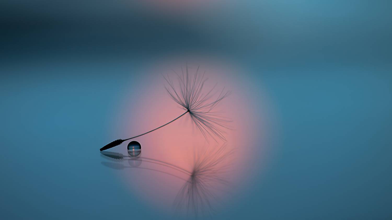 макро, одуванчик, macro, dandelion, dandelion seeds, canon, drops,, Обидина Мария