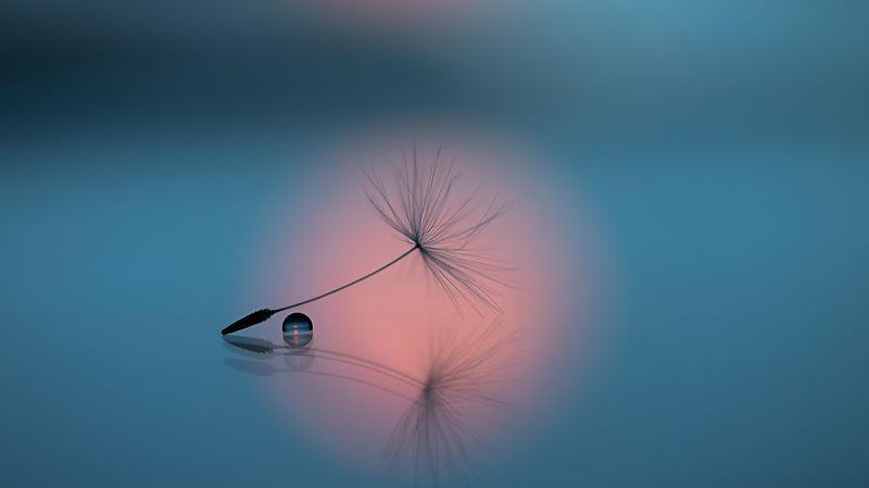 макро, одуванчик, macro, dandelion, dandelion seeds, canon, drops, Тишина фото превью