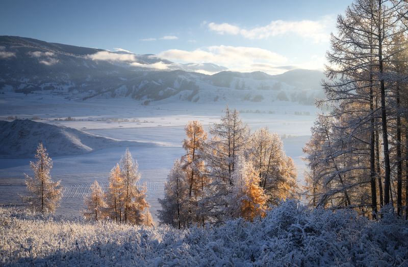 алтай, горный алтай, пейзажи алтая, усть-коксинский район, предзимье, золотая осень, горы, первый снег, осенний алтай, лиственницы, октябрь Свежесть предзимья фото превью
