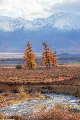 Курайская степь