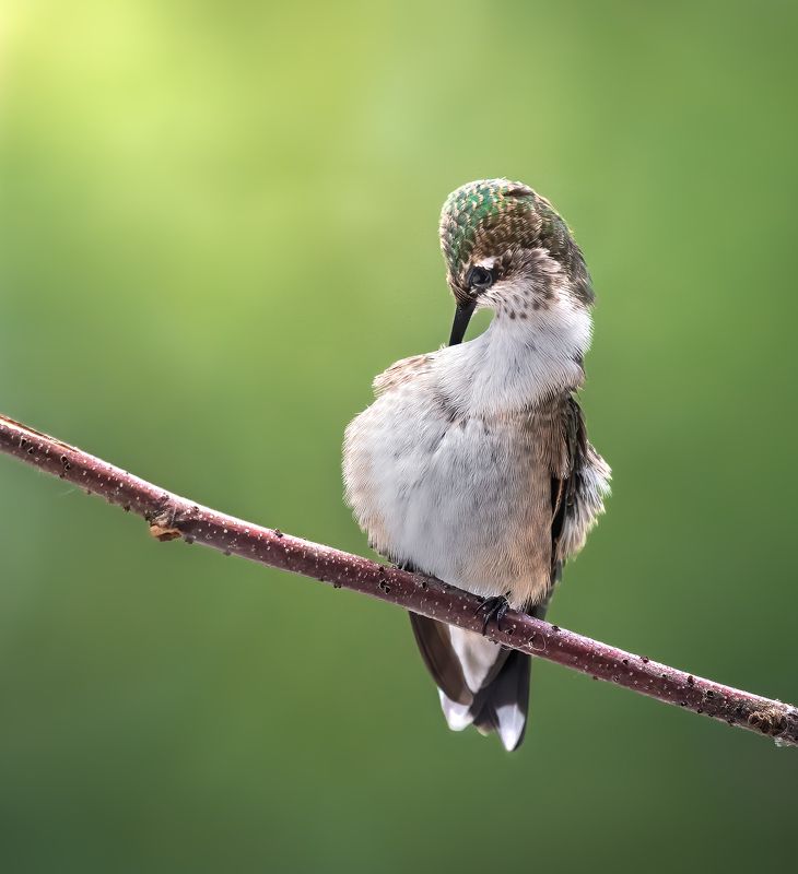 bird, humming, hummingbird, hummingbirds, hummer, rufous, nature, animals, wild, action, dynamic Attending to an itch фото превью