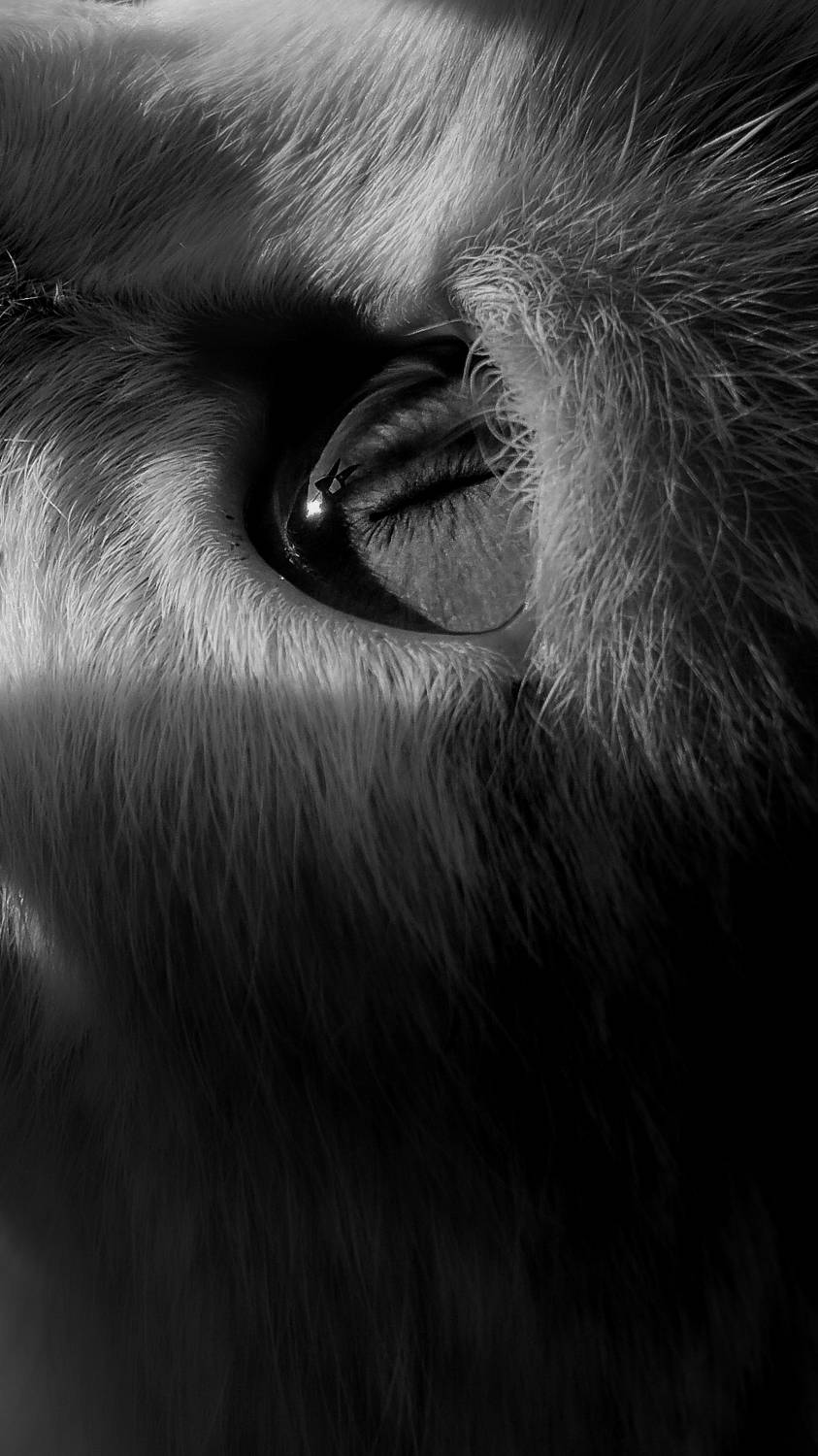 животные, Smirnova Olga