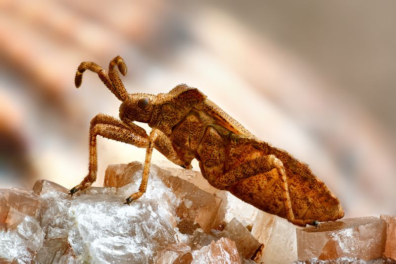 Coreus marginatus фото превью