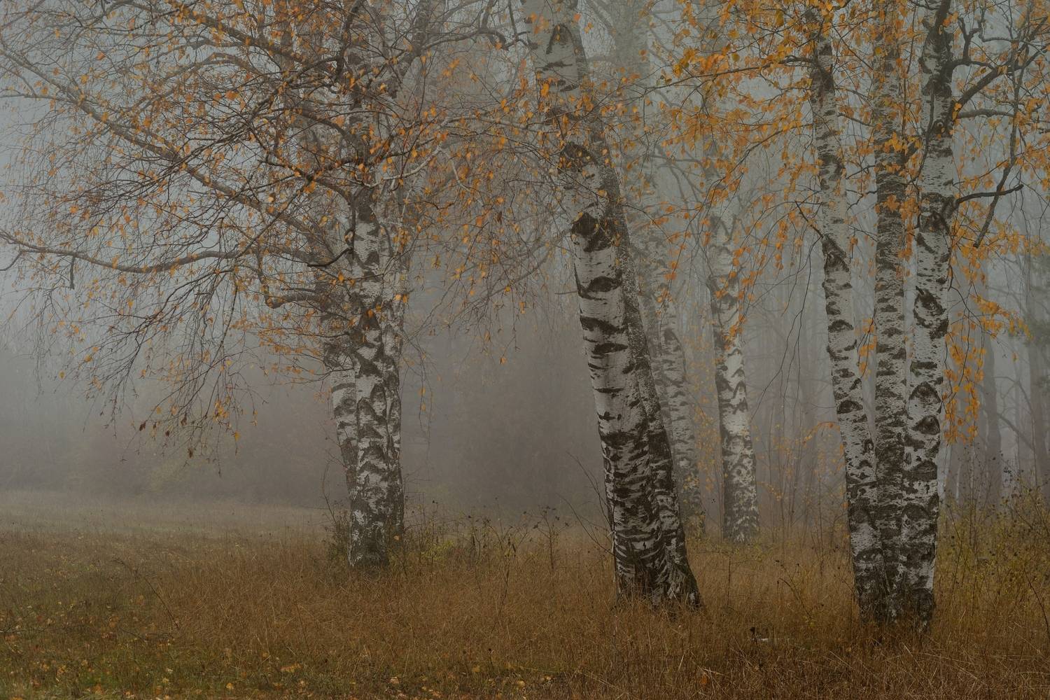осень листва утро лес туман, Александр Жарников