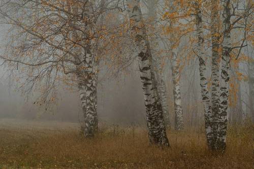 Осенние березы