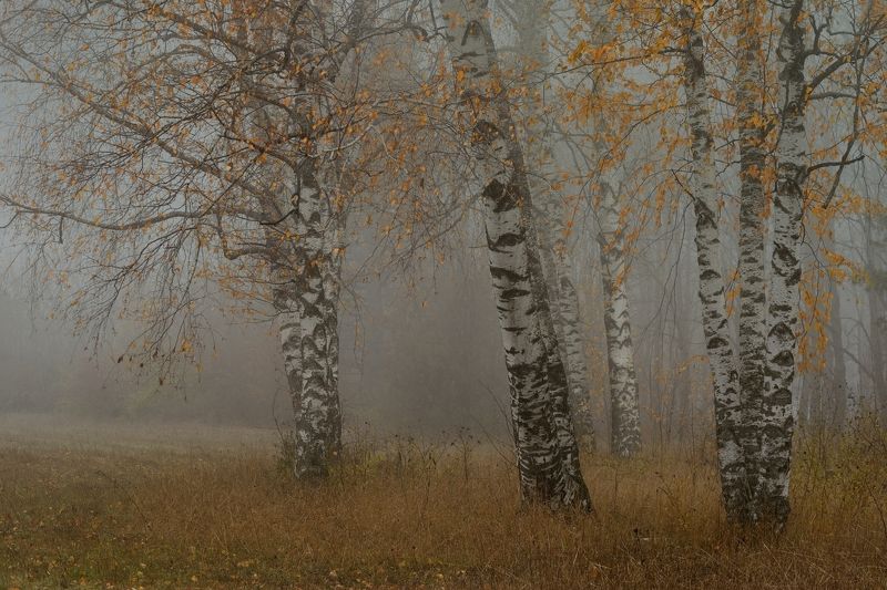 Осенние березы фото превью