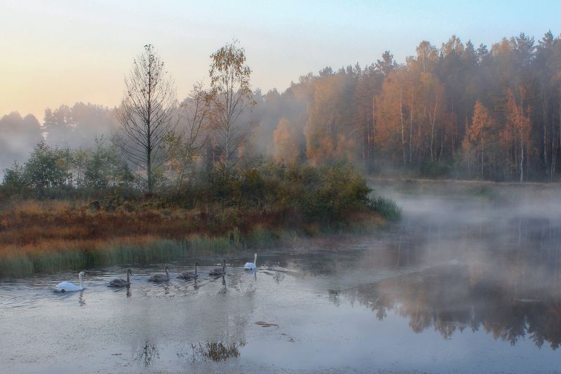 Осень в Беловежской пуще фото превью