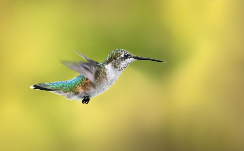 bird, humming, hummingbird, hummingbirds, hummer, rufous, nature, animals, wild, action, dynamic Fly by фото превью