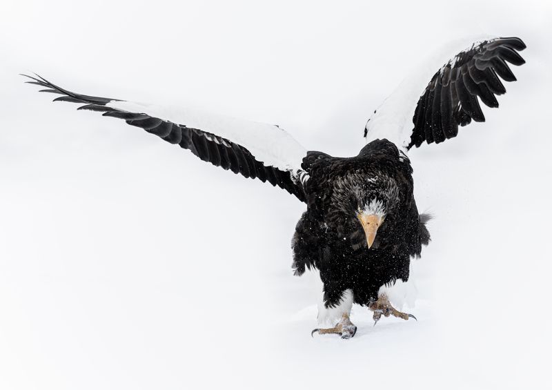 eagle, winter, air The White фото превью