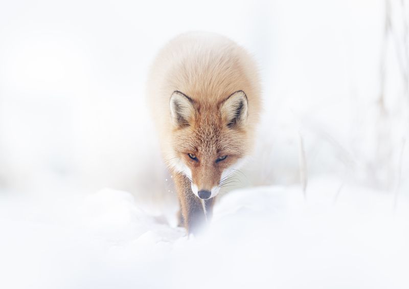 fox, wildlife, winter The White фото превью