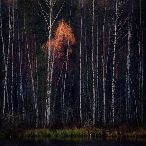 Пригрезилось