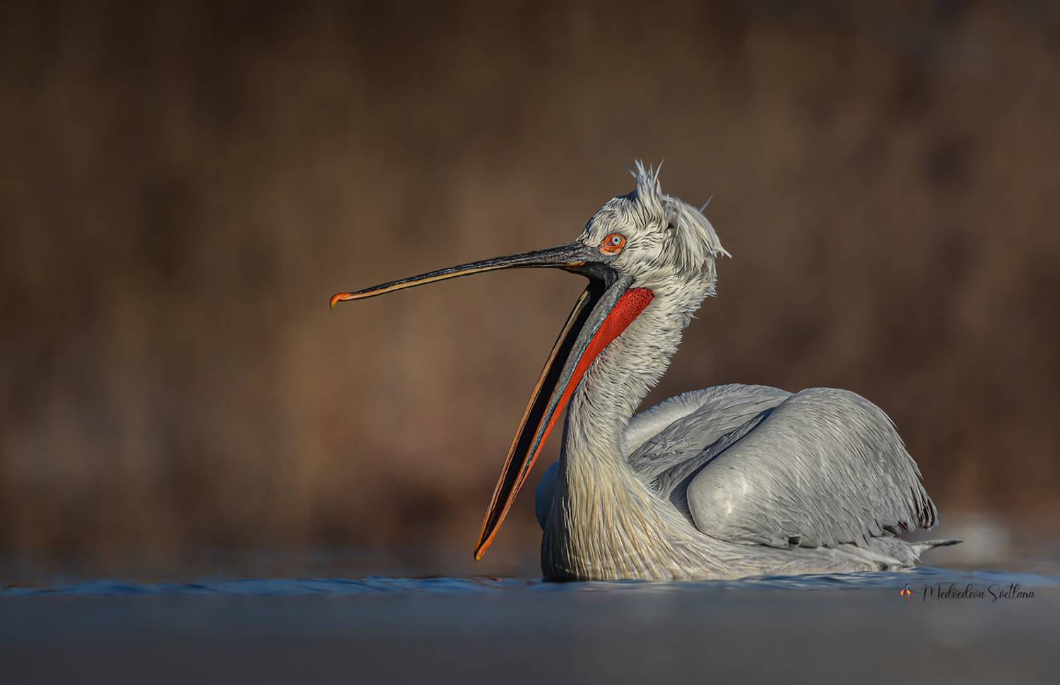 , Медведева Светлана
