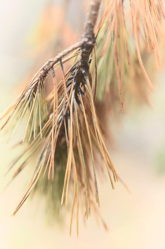 лес, листва, осень Лесная зарисовка фото превью