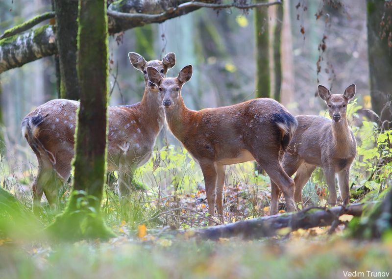 олень, олени, пятнистый олень Олени фото превью