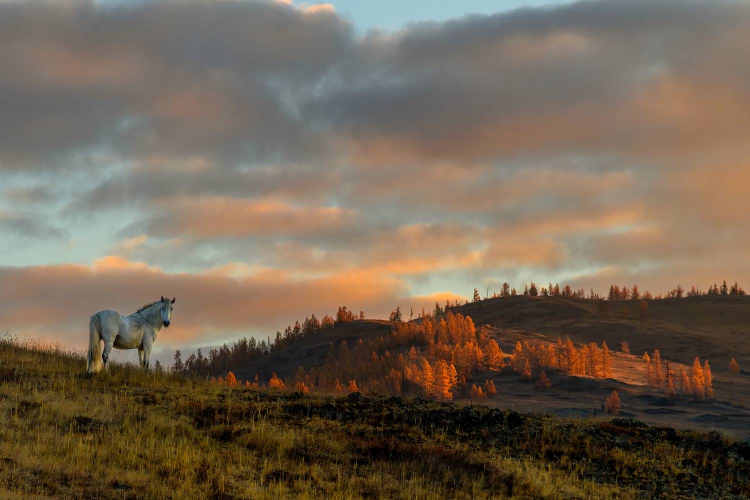 алтай, осень, путешествие, Юрий Матвеев