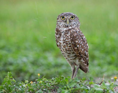 Burrowing Owl - Кроличий сыч