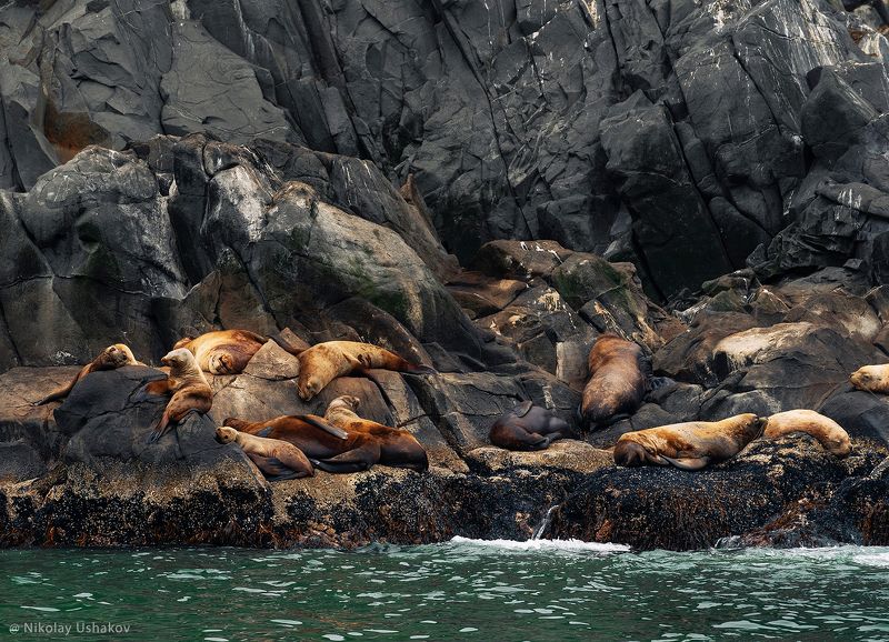 Камчатка, кекурный, сивучи Сивучи на лежбище фото превью