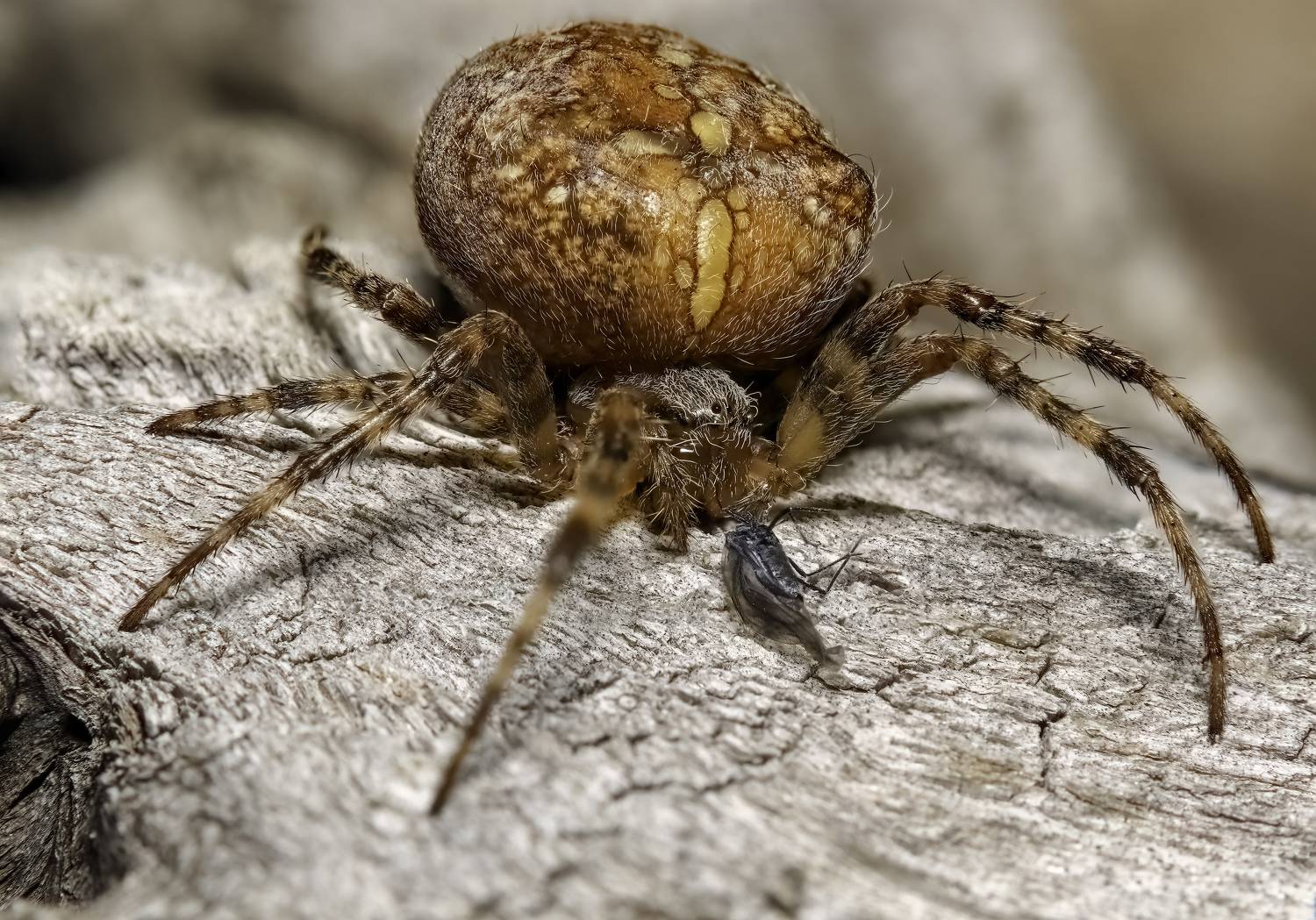 макрофото, макрофотографии, фотомакро, насекомые, макромир, макрофотограф, макроаддикт, макро_мир, naturelovers, naturelover, naturephotography, macrolove, macro_love, biodiversity, macrophotography, macro, macronature, entomology, arthropods, arthropod, ,  Stephane