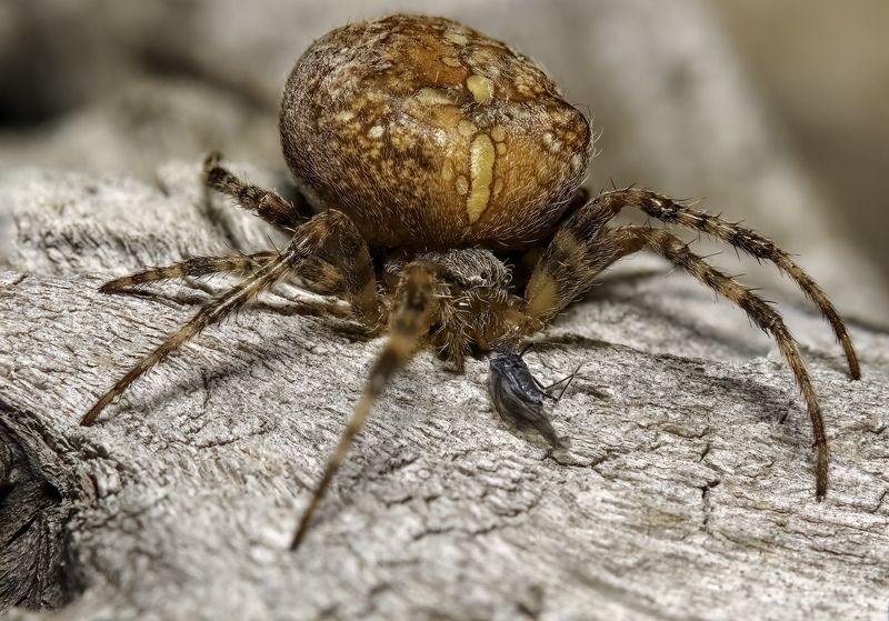 Cold weather survivor фото превью