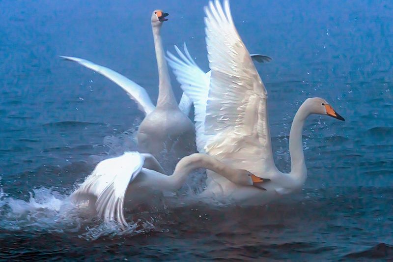 Принципиальный разговор фото превью