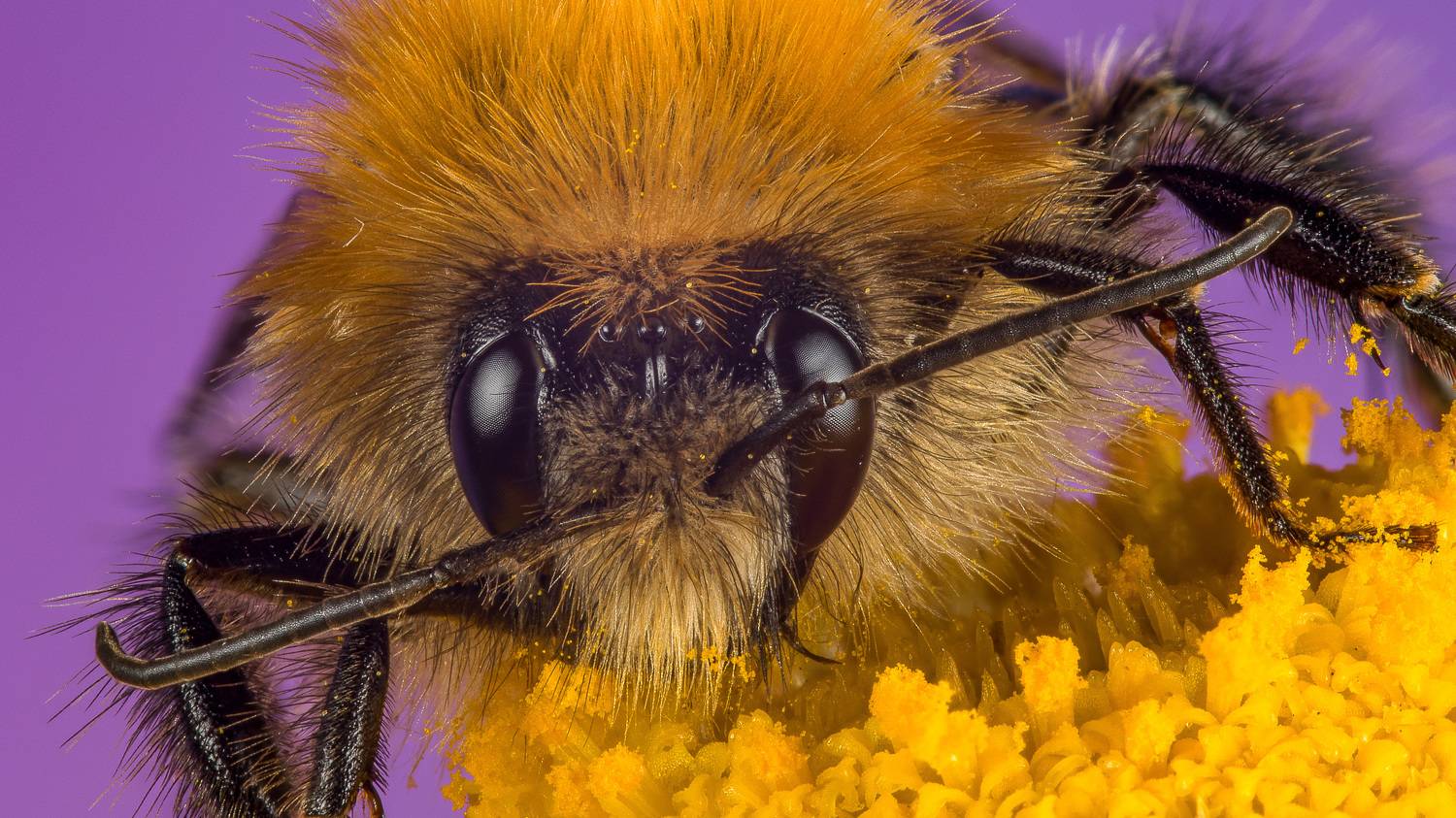 , Андрей Кривов