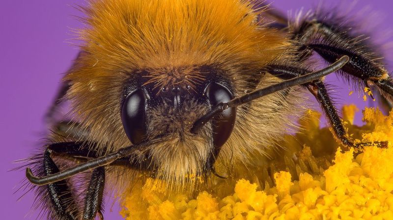 Шмель фото превью