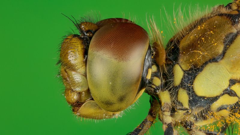 Стрекоза разнокрылая фото превью