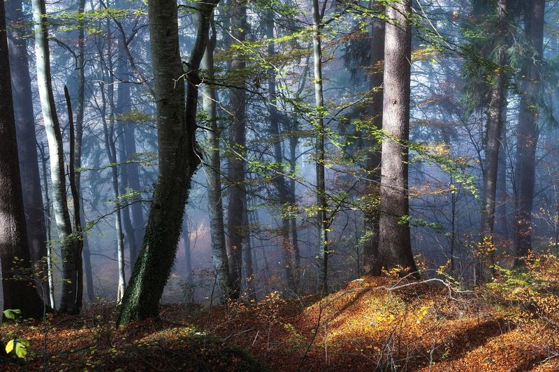 Туманное утро фото превью