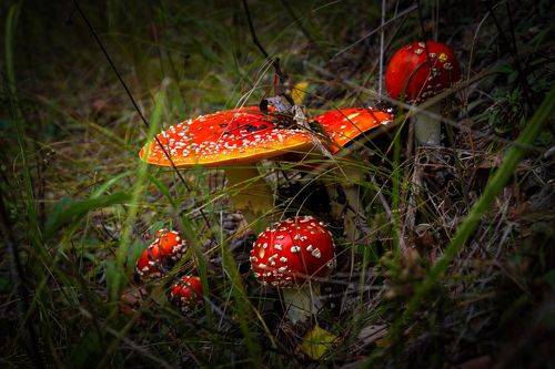 Праздник мухоморов