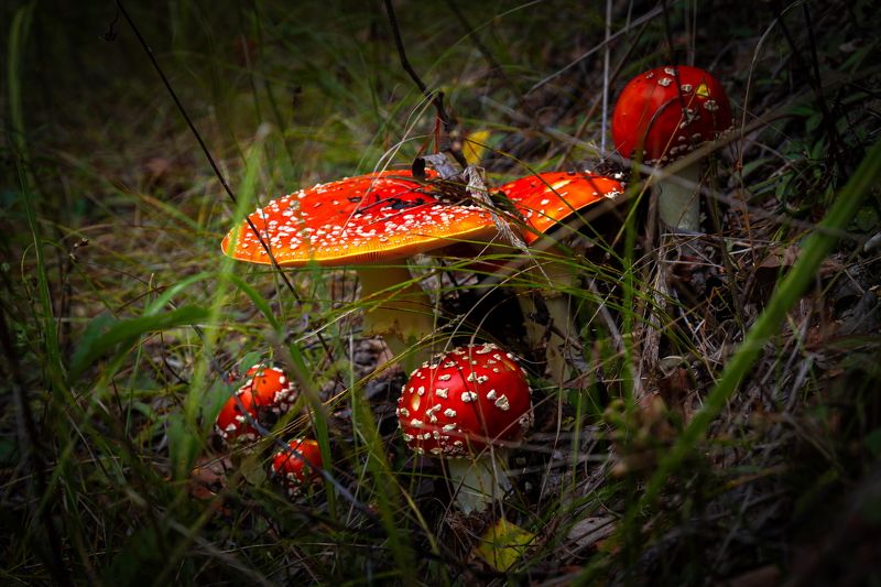 лес, поляна, грибы, мухоморы Праздник мухоморов фото превью