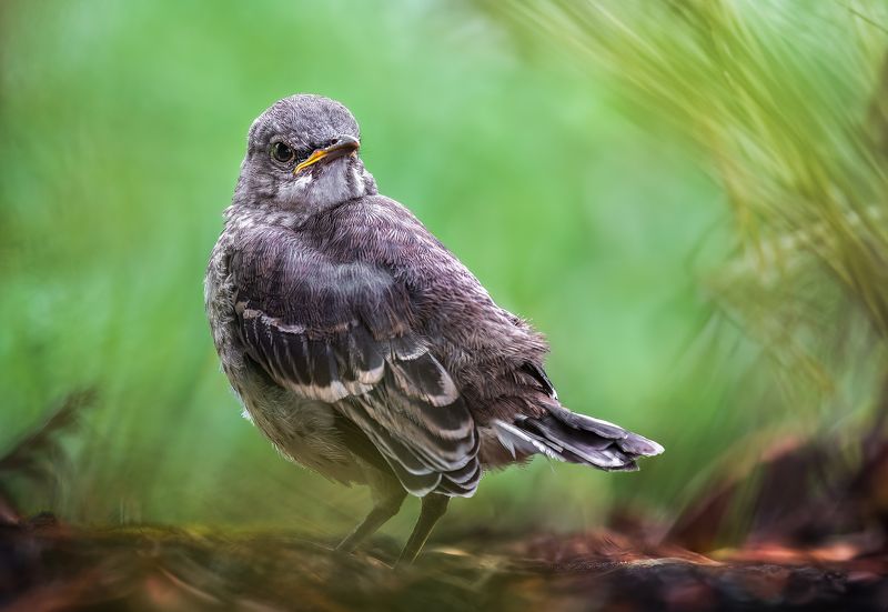bird, songbird, mockingbird, songbirds, mockingbirds, nature, animals, wild, Hiding openly фото превью