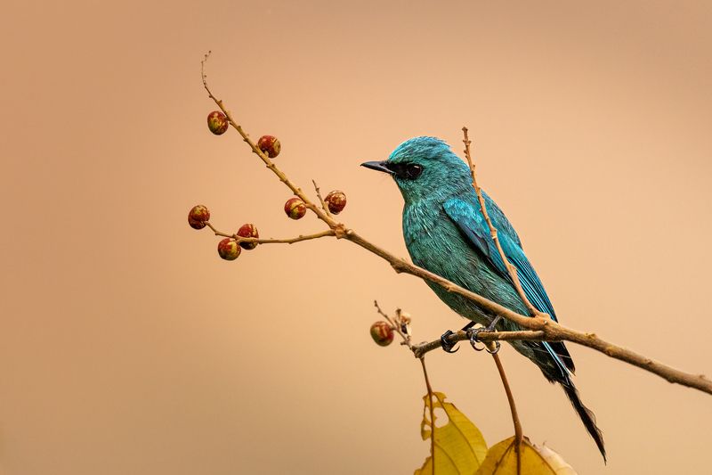 Turquoise Gem фото превью