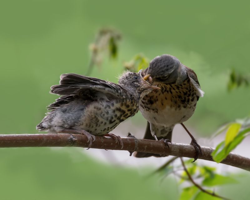 птица, дрозд, птенцы, Заботы.. (3 ФОТО) фото превью