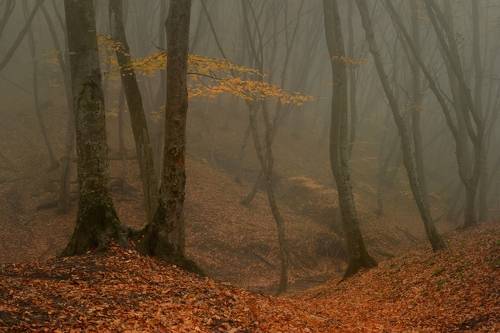 Осенний лес