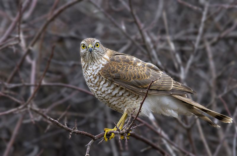 природа *** фото превью