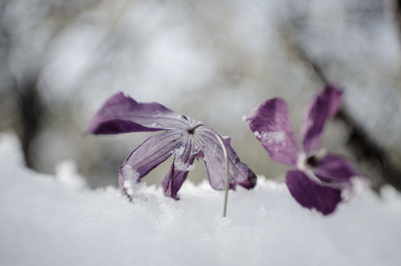 Последние цветы фото превью