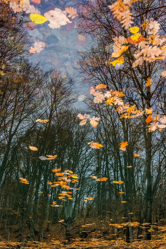 Отражение фото превью