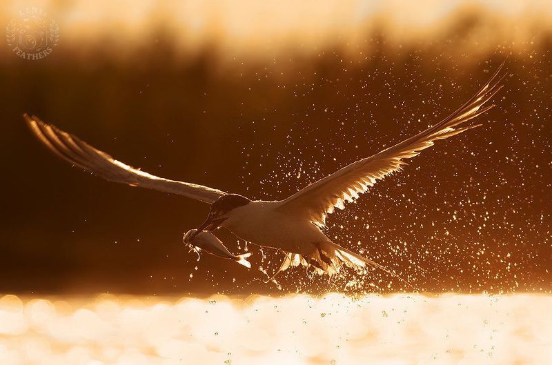 Lens and Feathers фото превью