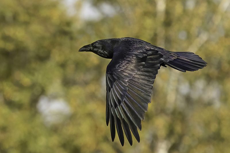 птица, ворон, лес, осень Летящий ворон фото превью