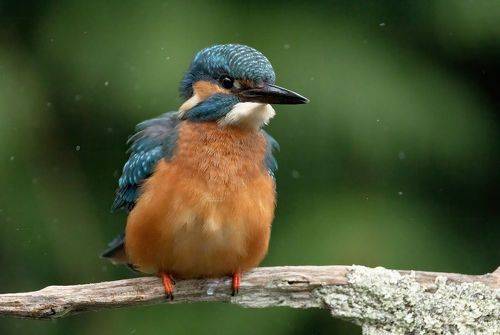 Kingfisher