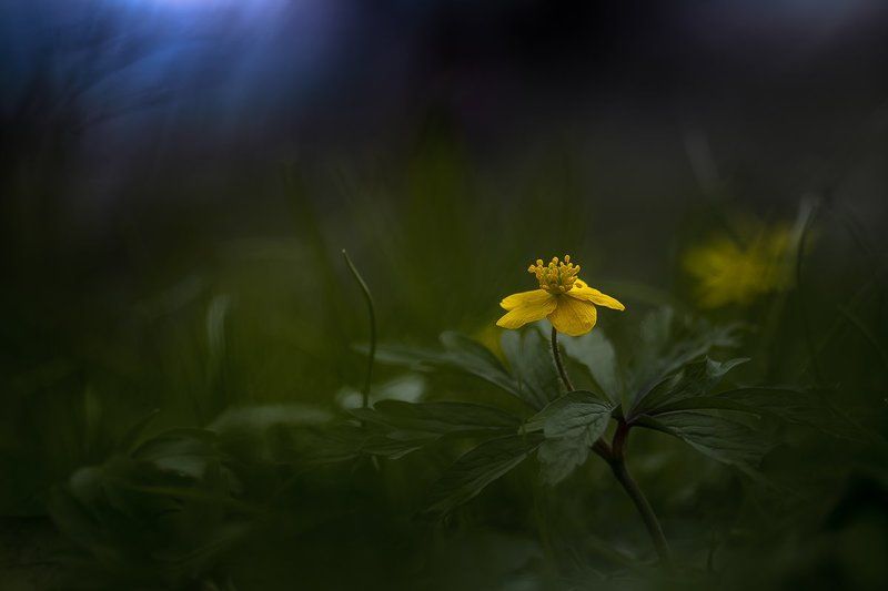 Through the shadows фото превью